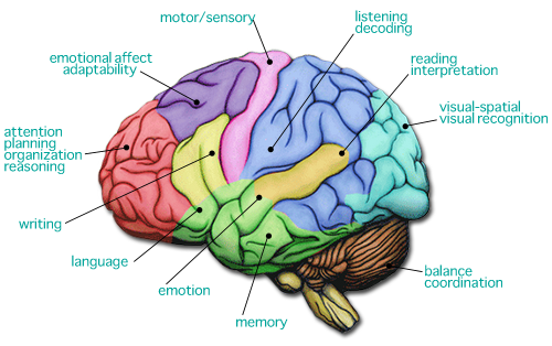 areas of the brain